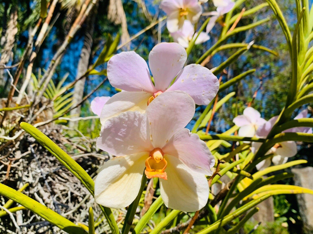 Botanical Orchid Garden景点图片