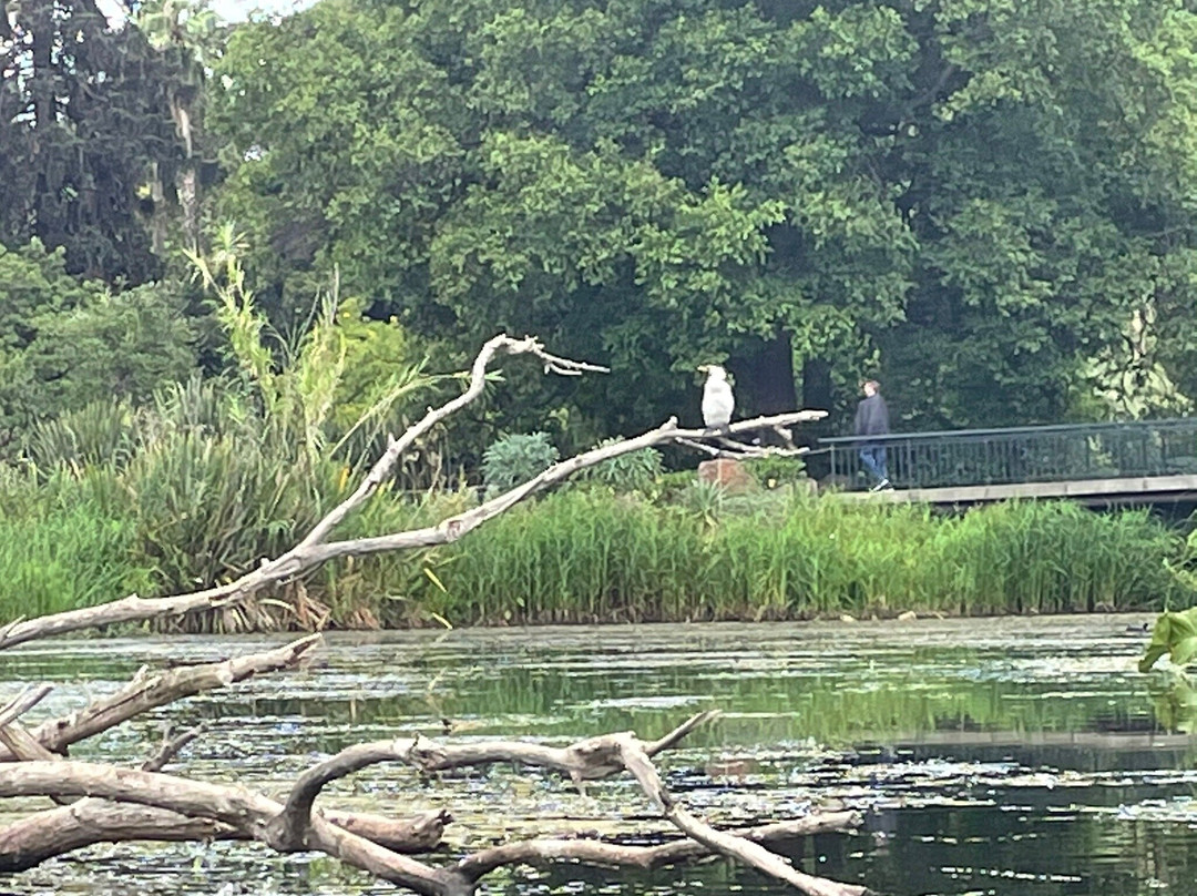 Punting On The Lake景点图片