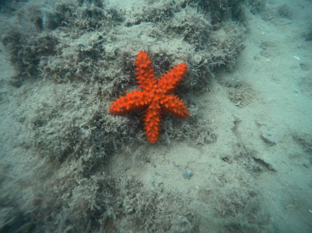 Ecoscuba Centro de Mergulho-Maceio必去景点