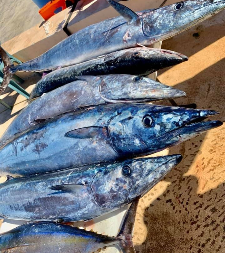 Tulum Sport Fishing-阿范特拉斯港必去景点