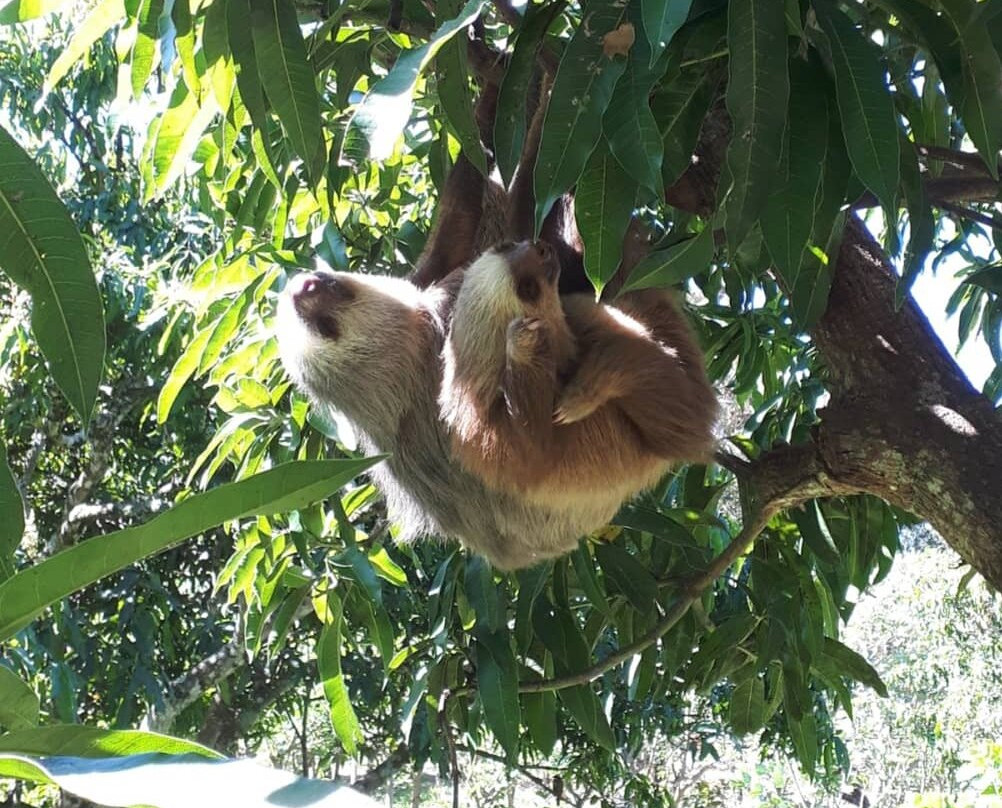 Costa Rica Animal Rescue Center景点图片