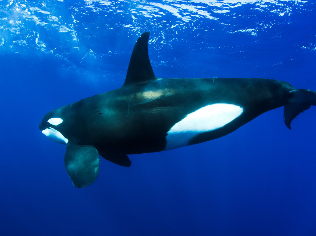 Cabo Shark Dive景点图片