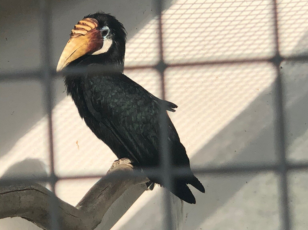 Malinki South Bird Park景点图片
