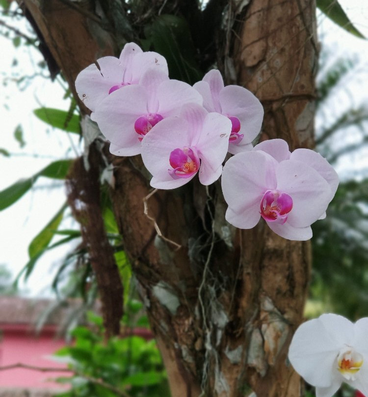 Pousada Canto Verde主图