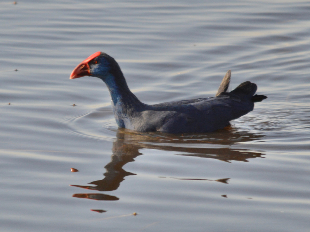 Valencia Birding Birdwatching Tours-巴伦西亚必去景点