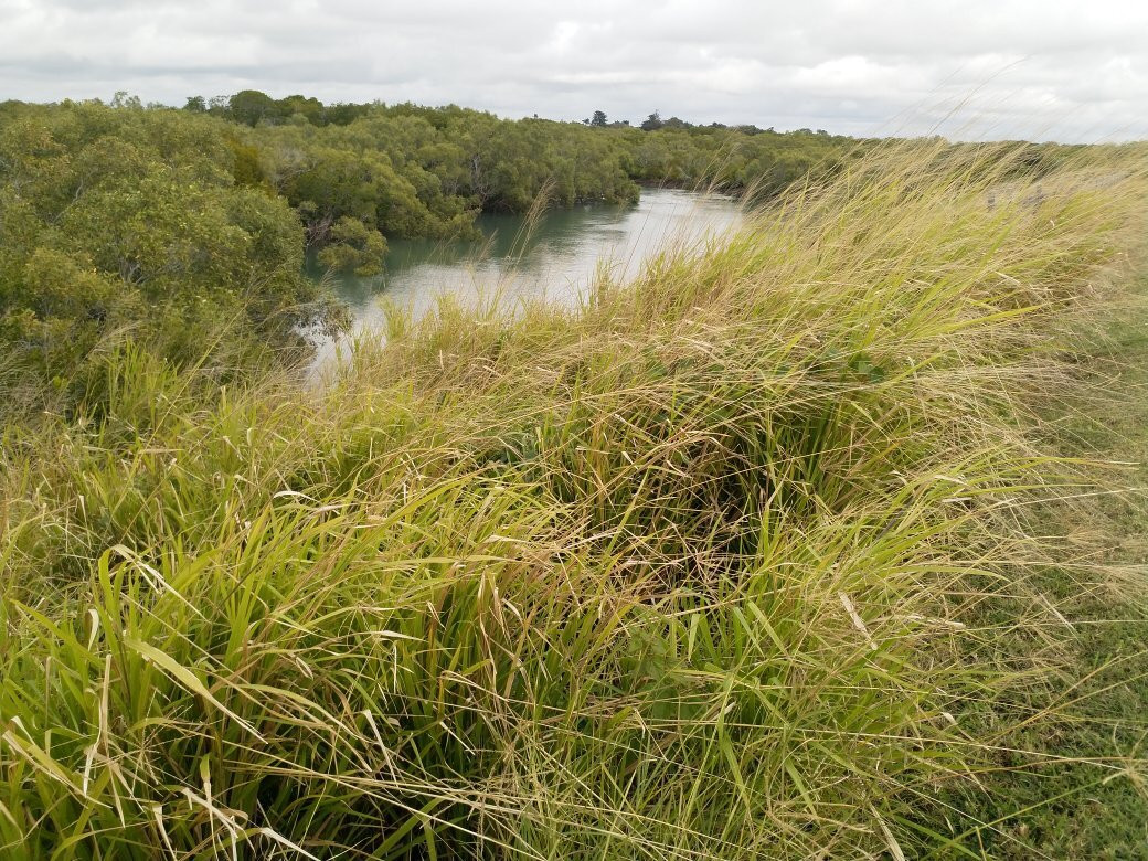 Sandfly Creek Walkway景点图片