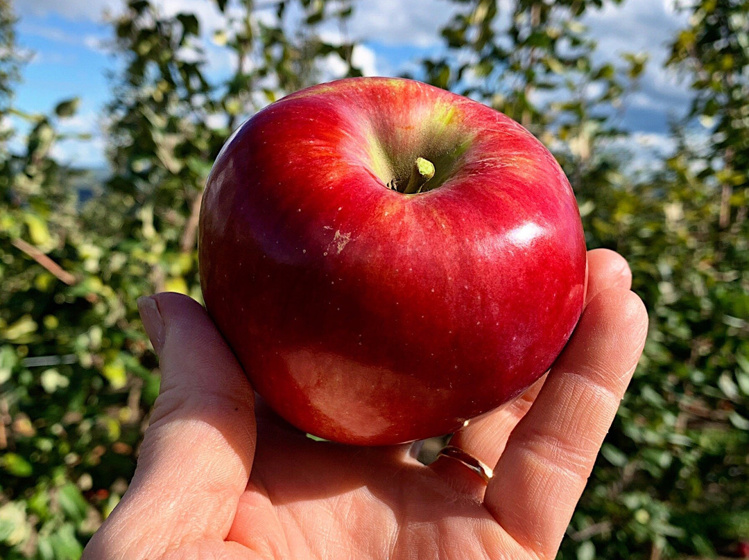 Apex Orchards-Shelburne Falls必去景点