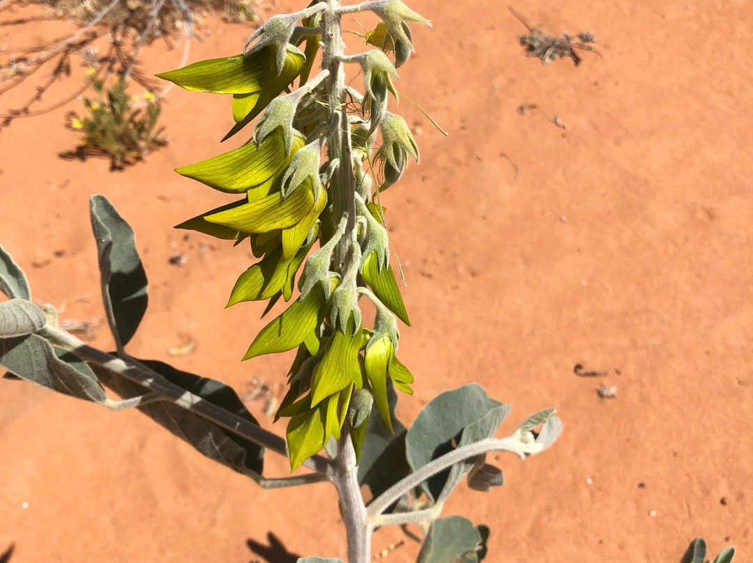 Big Red Sand Dune-Birdsville必去景点