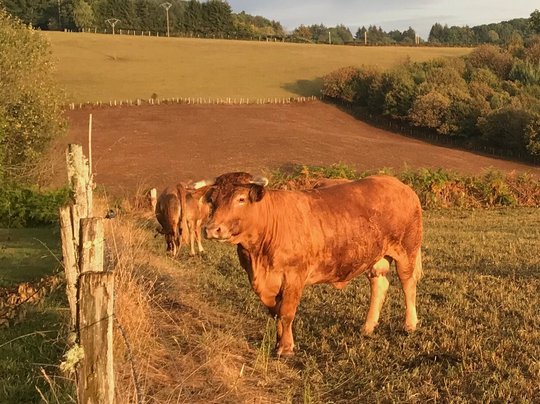 B&B Fleur de Lys Bleue主图