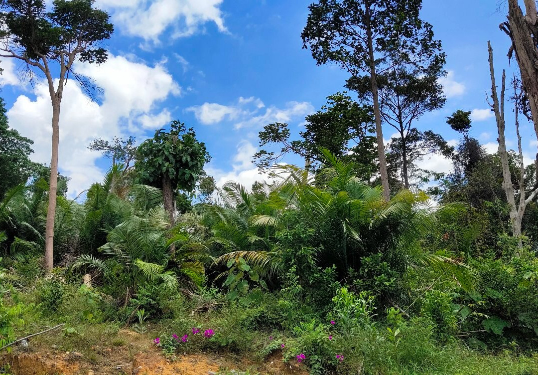 Taman Botani Negara Shah Alam景点图片