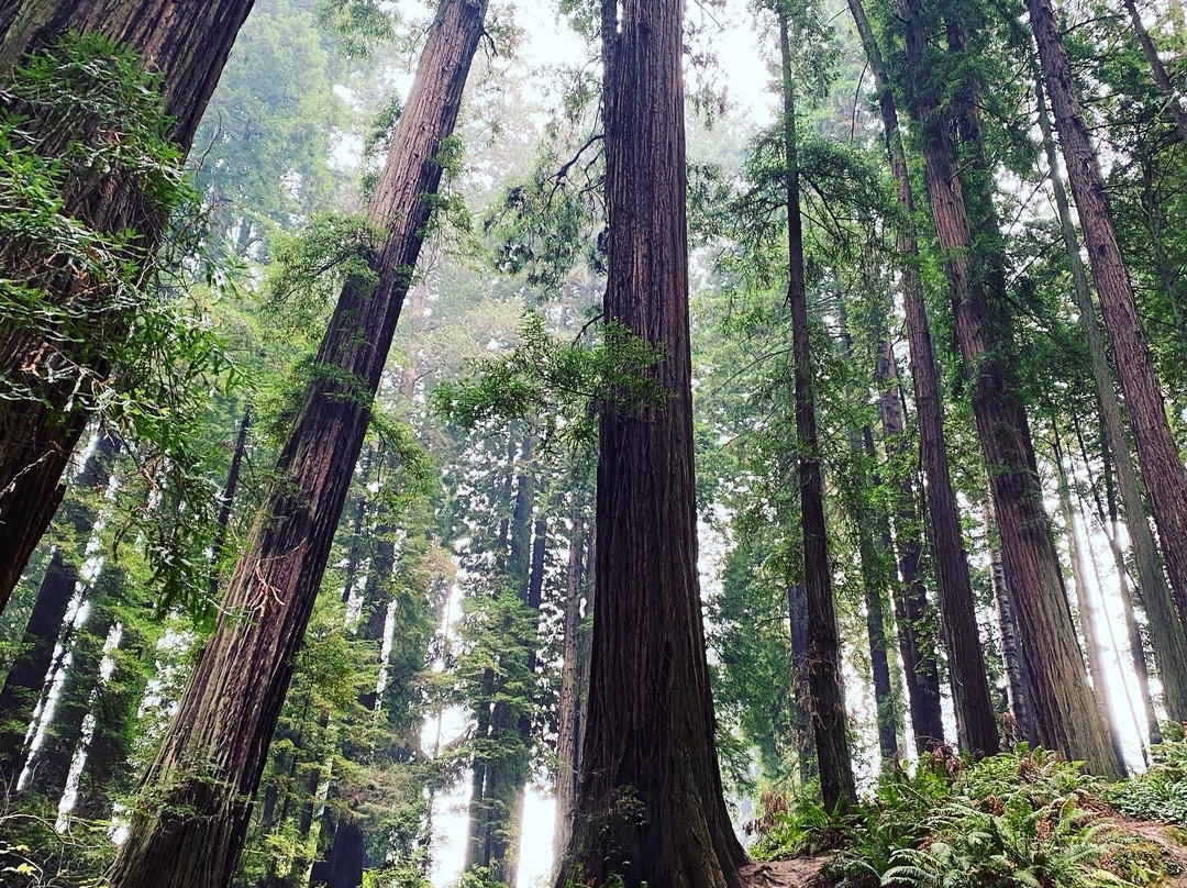 Sequoia Park Garden景点图片