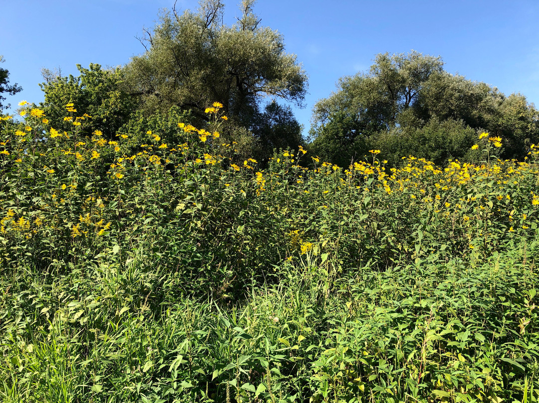 Meadowvale Conservation Area-米西索加必去景点