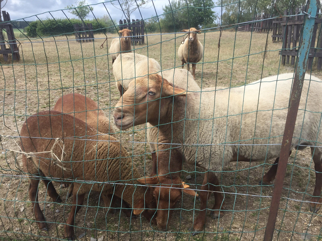 Animalaine景点图片