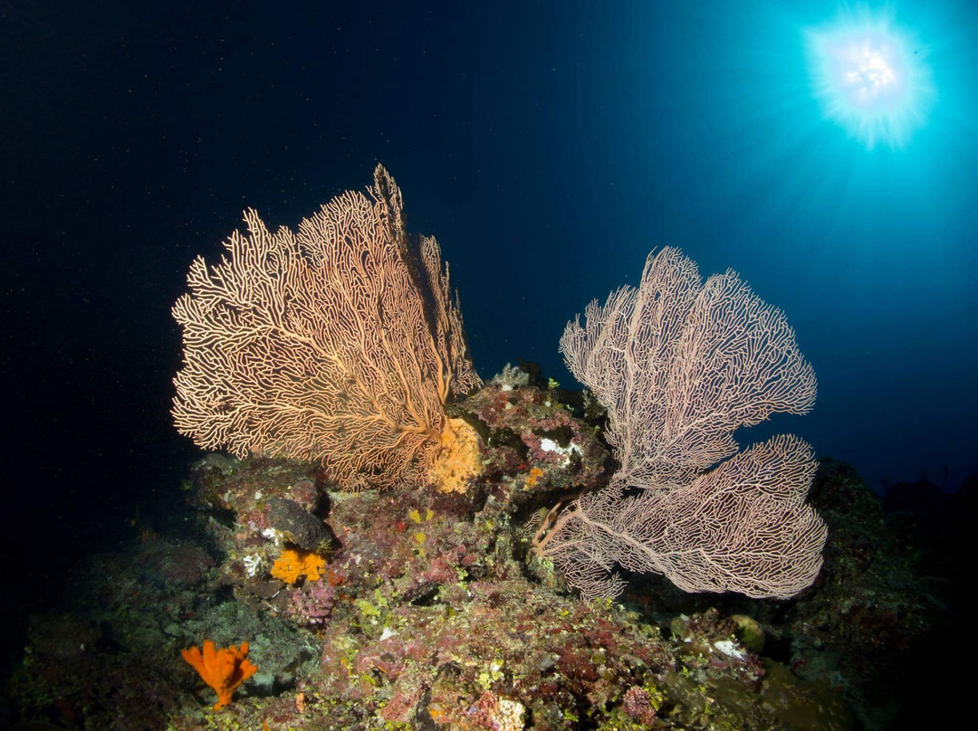 Manta Diving景点图片