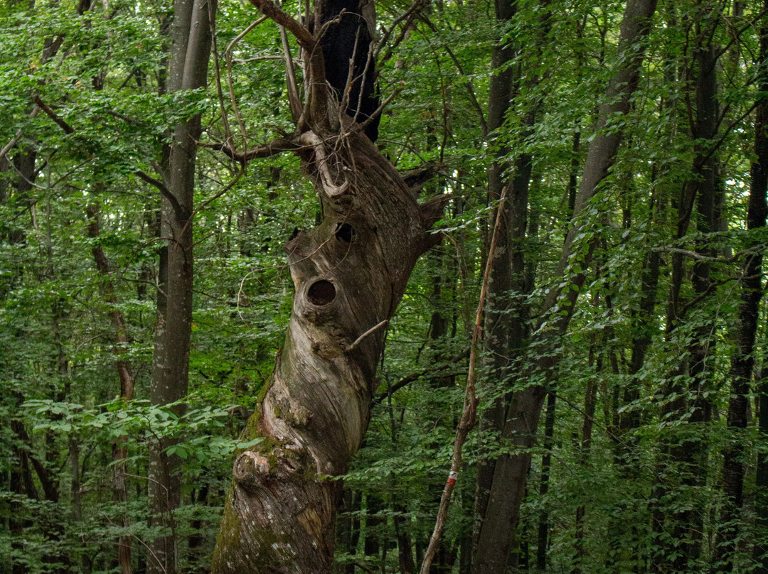 Parco del Monte Moria景点图片