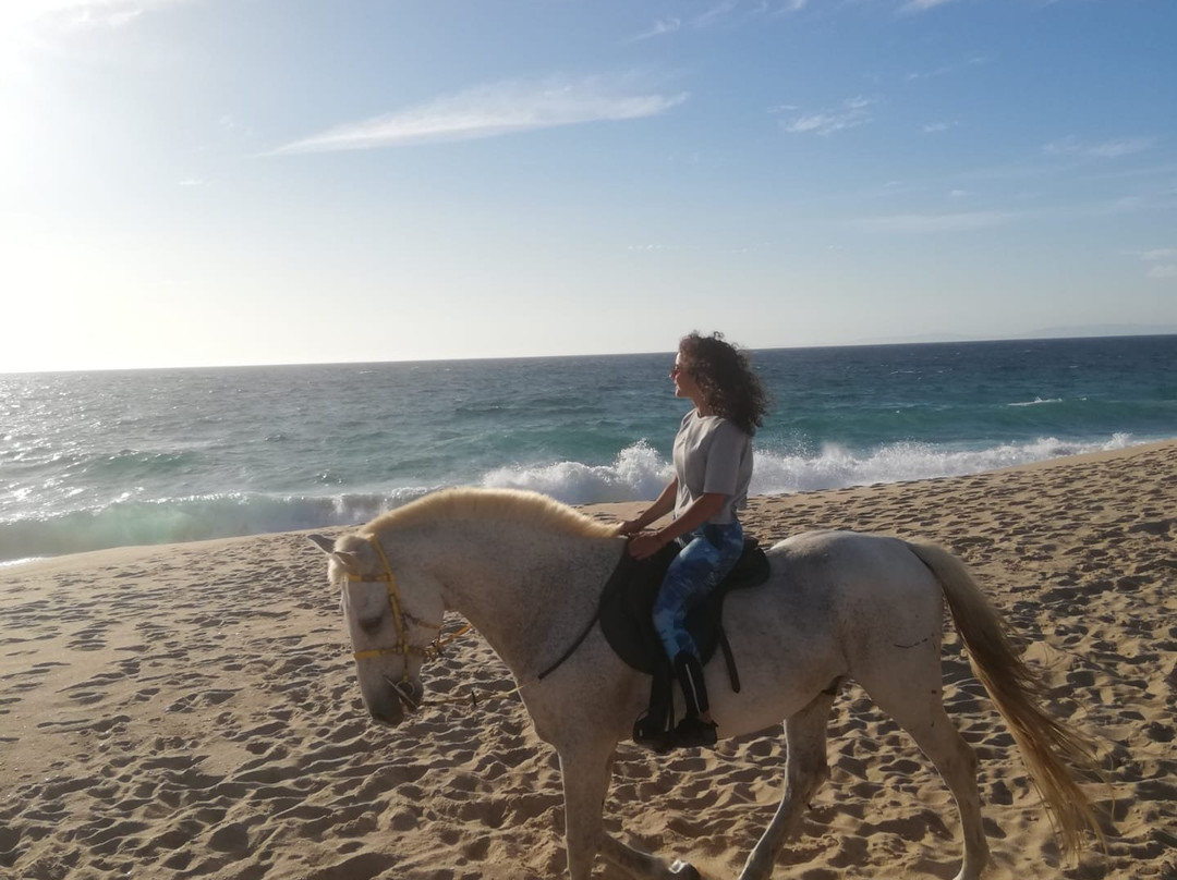 Horses by the Beach景点图片