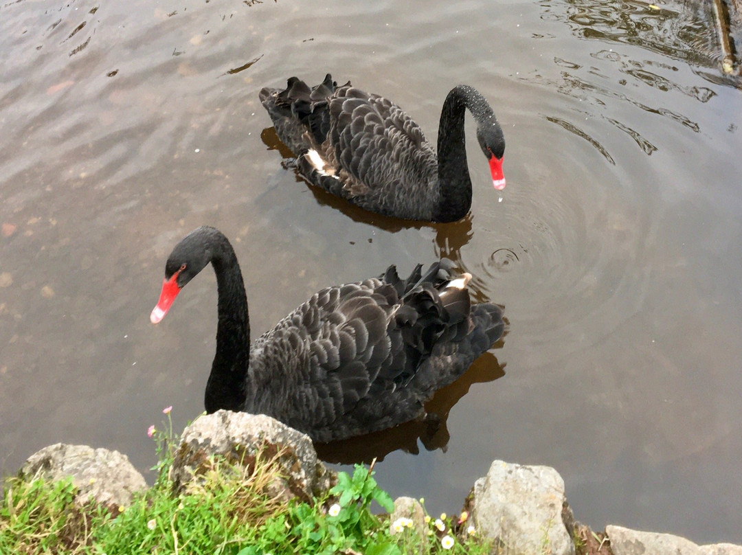 Dawlish Town Trail-道利什必去景点