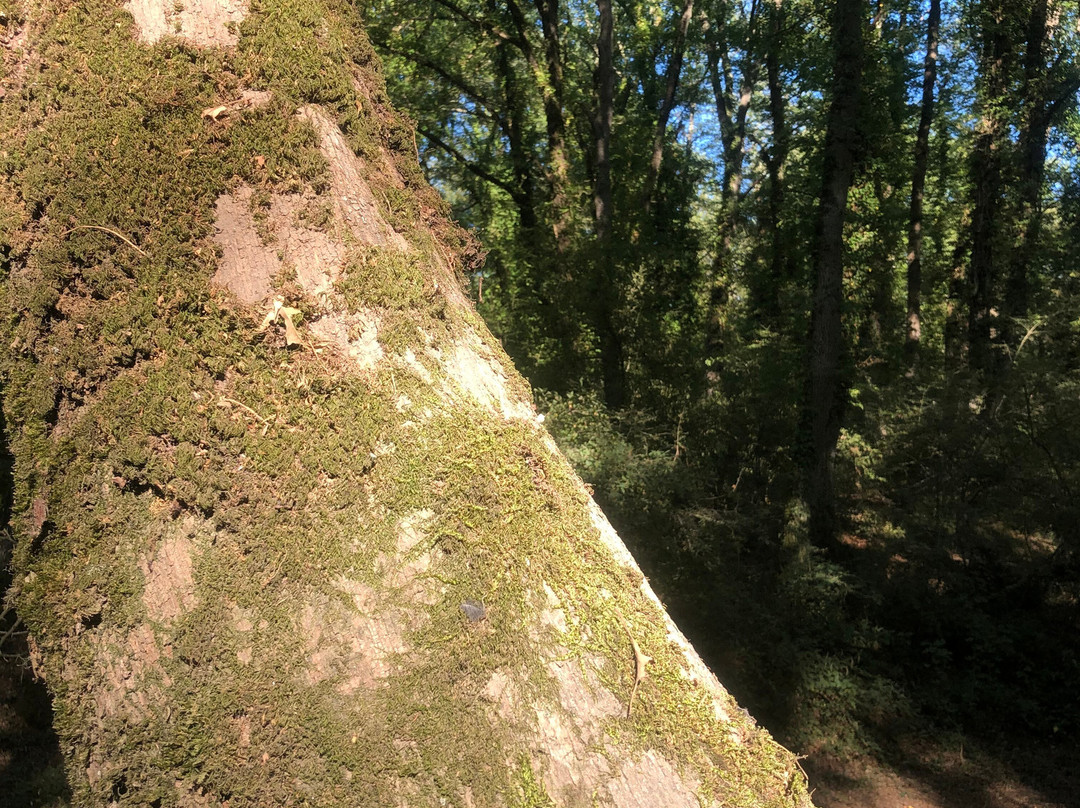 Bosco Macchia Grande景点图片