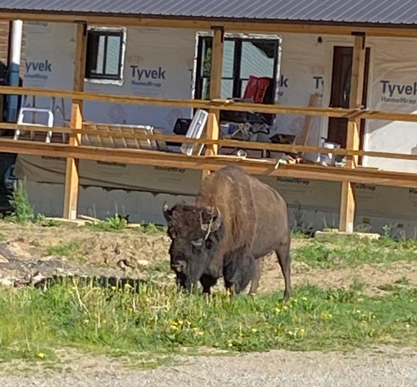 库奇城麋鹿角小屋主图