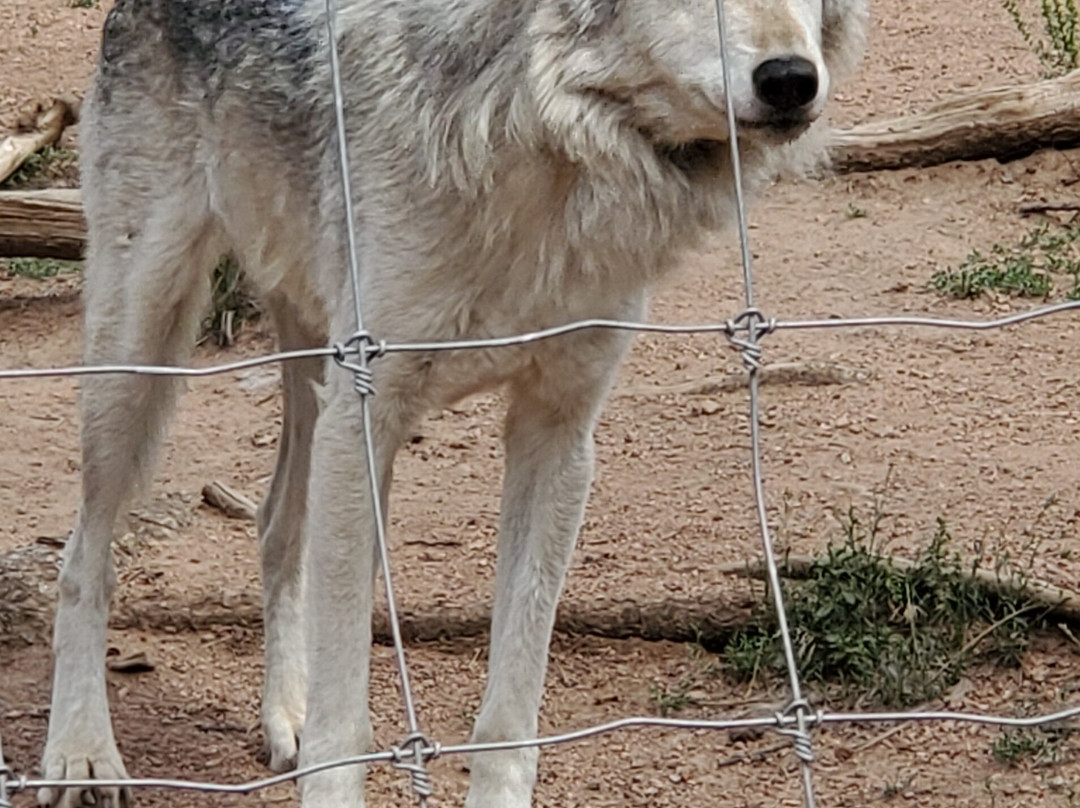 Colorado Wolf and Wildlife Center景点图片