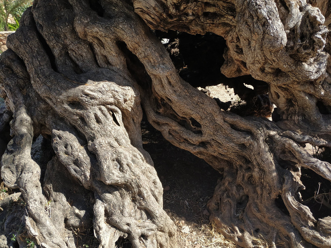 The Monumental Olive Tree of Vouves-Vouves必去景点