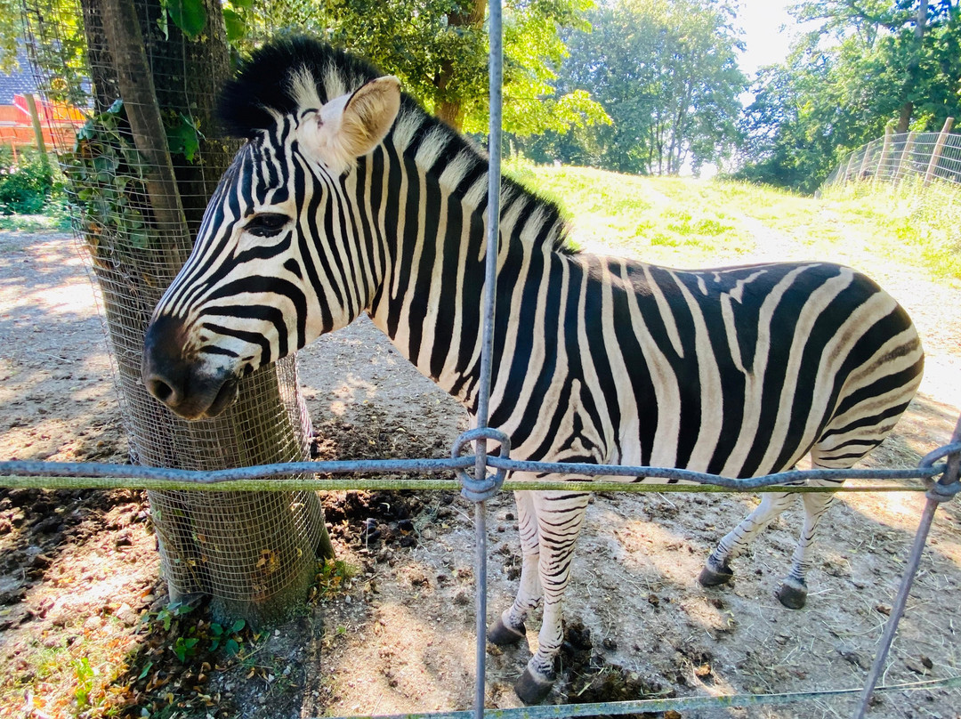 Tierpark Stadt Haag-Haag必去景点