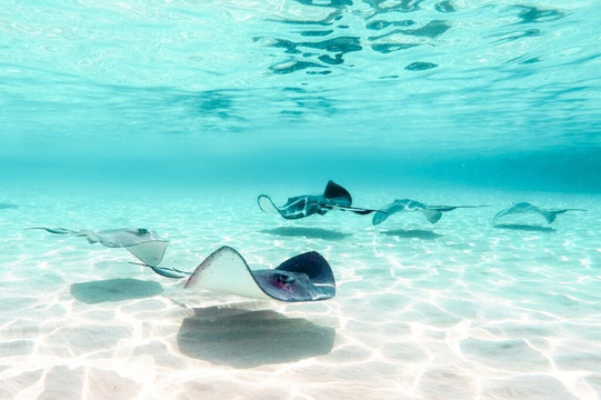 Emerald Island Charters-大开曼岛必去景点