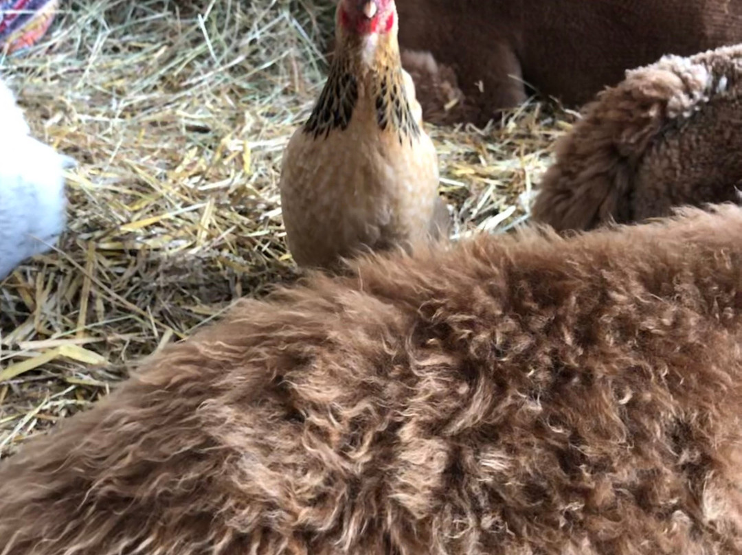 Alpaca Boerderij-Lemelerveld必去景点