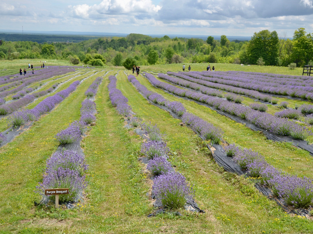 Purple Hill Lavender景点图片