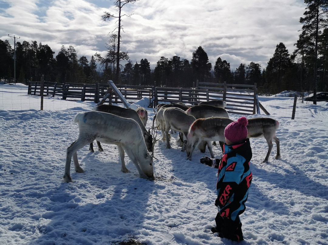 Reindeer Farm Renniina Inari-伊纳里必去景点