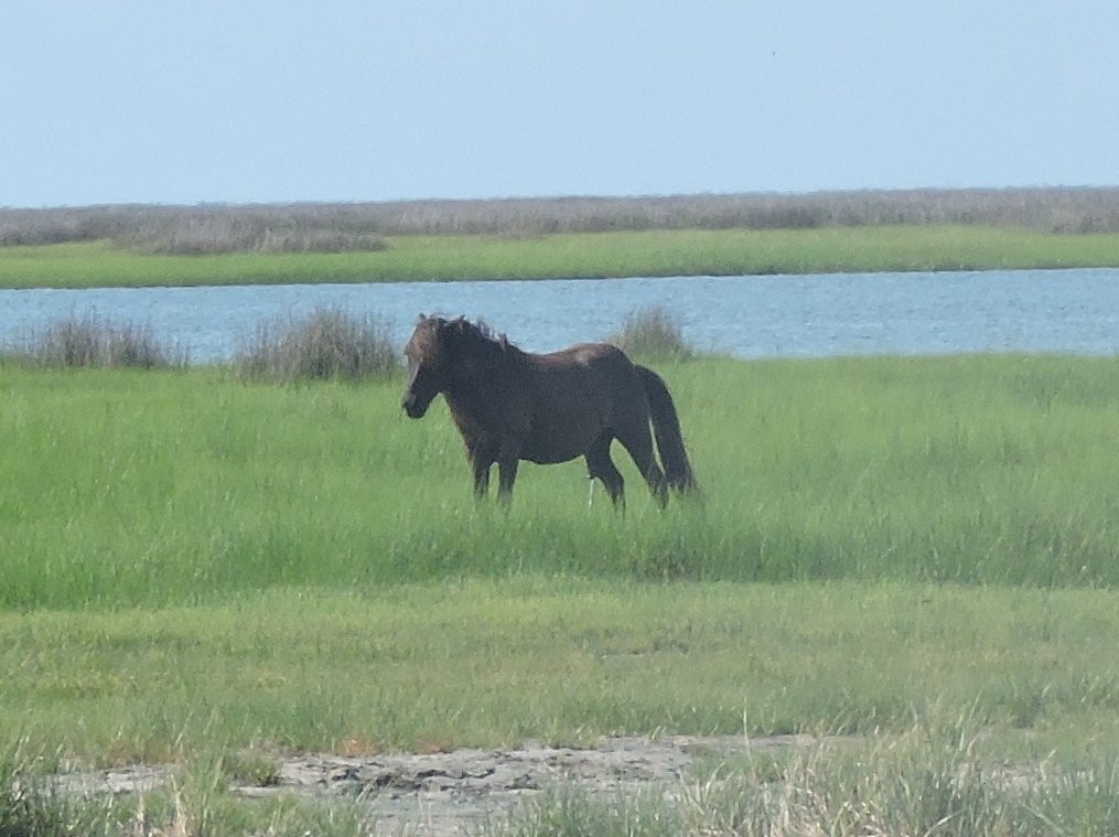 Outer Banks Riding Stables景点图片