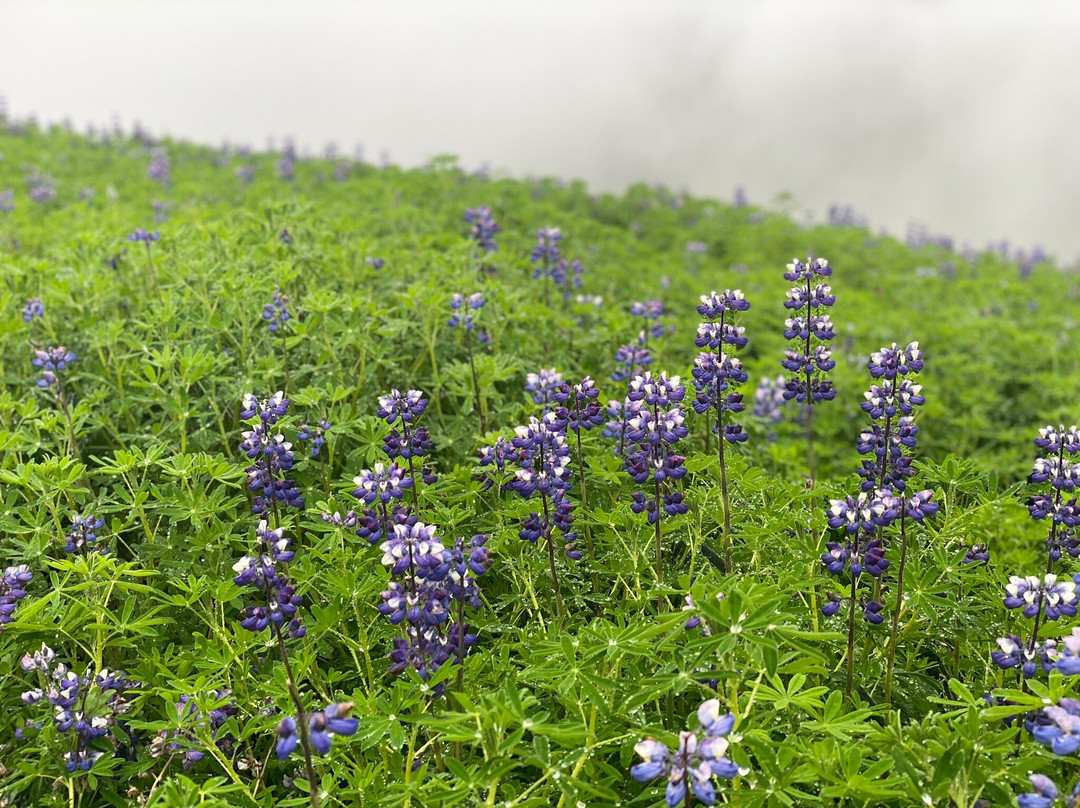 Ulfarsfell-莫斯费德斯拜尔必去景点