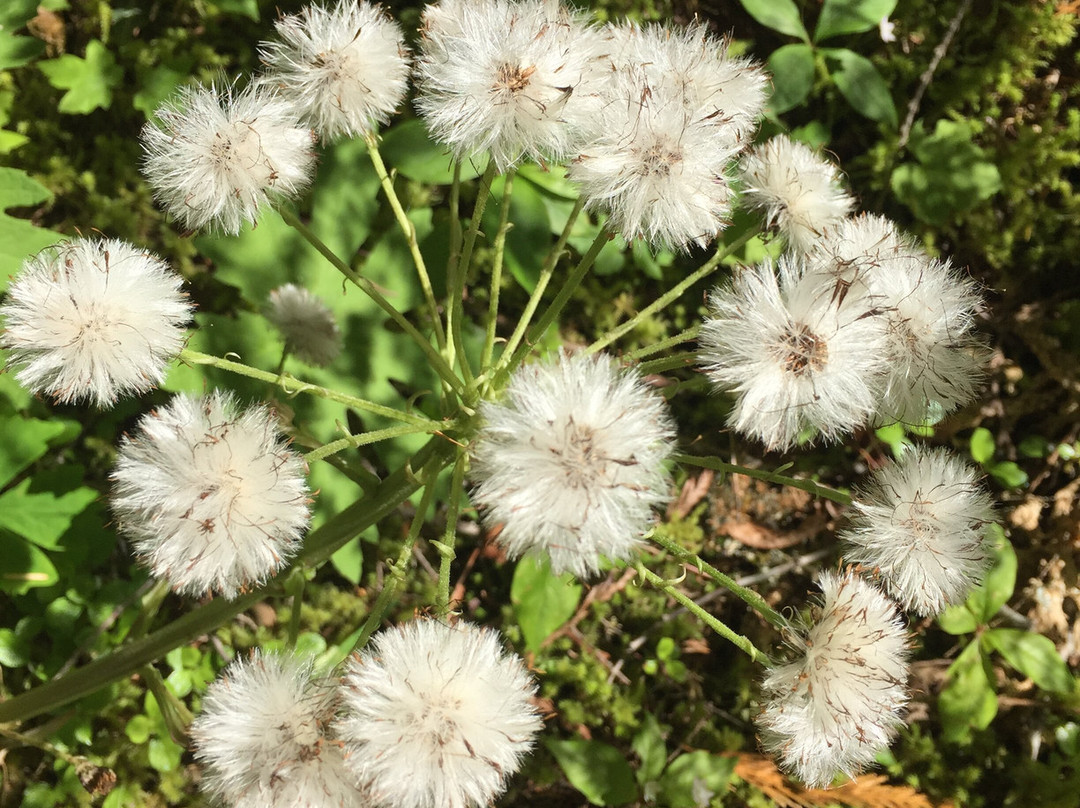 McKenzie River National Recreation Trail-尤金必去景点