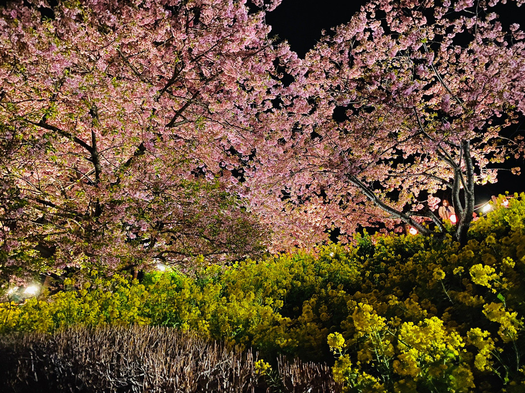 Matsuda Herb Garden-松田町必去景点