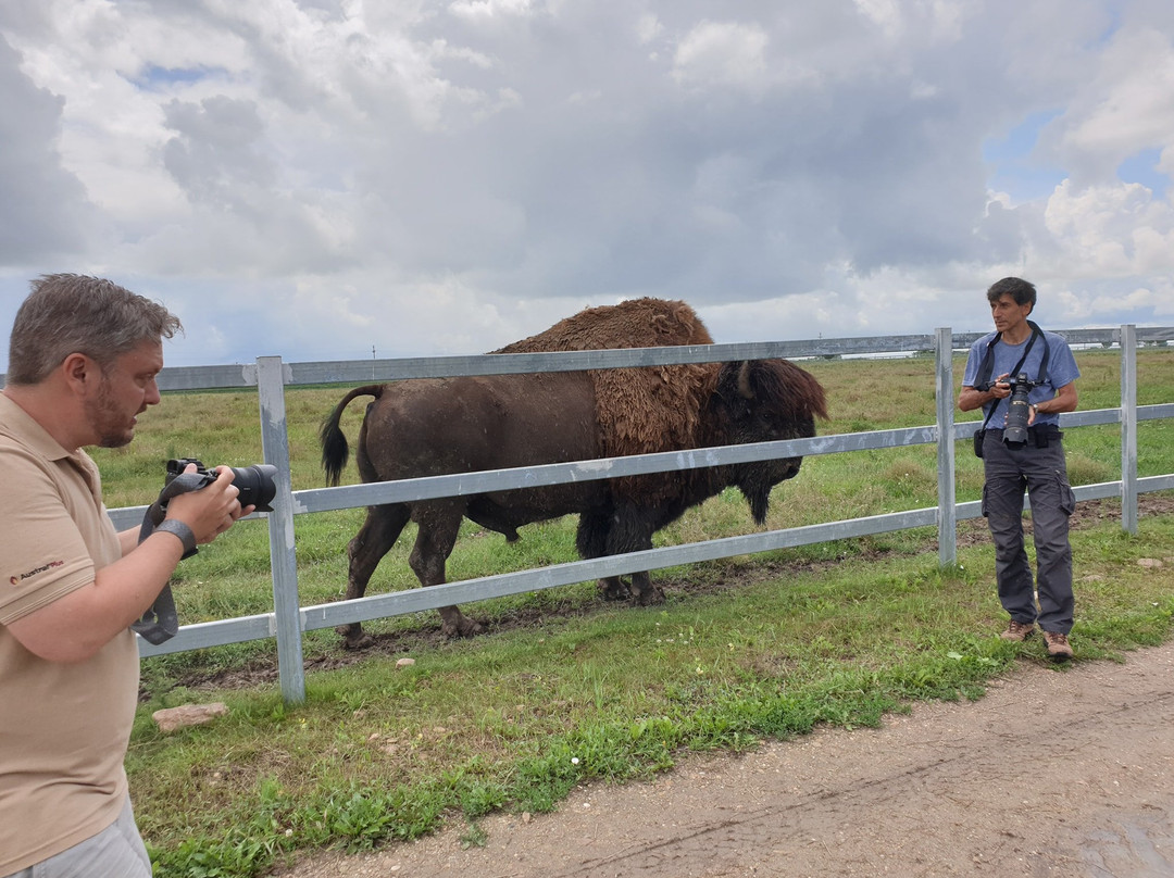 Euro Buffalo景点图片