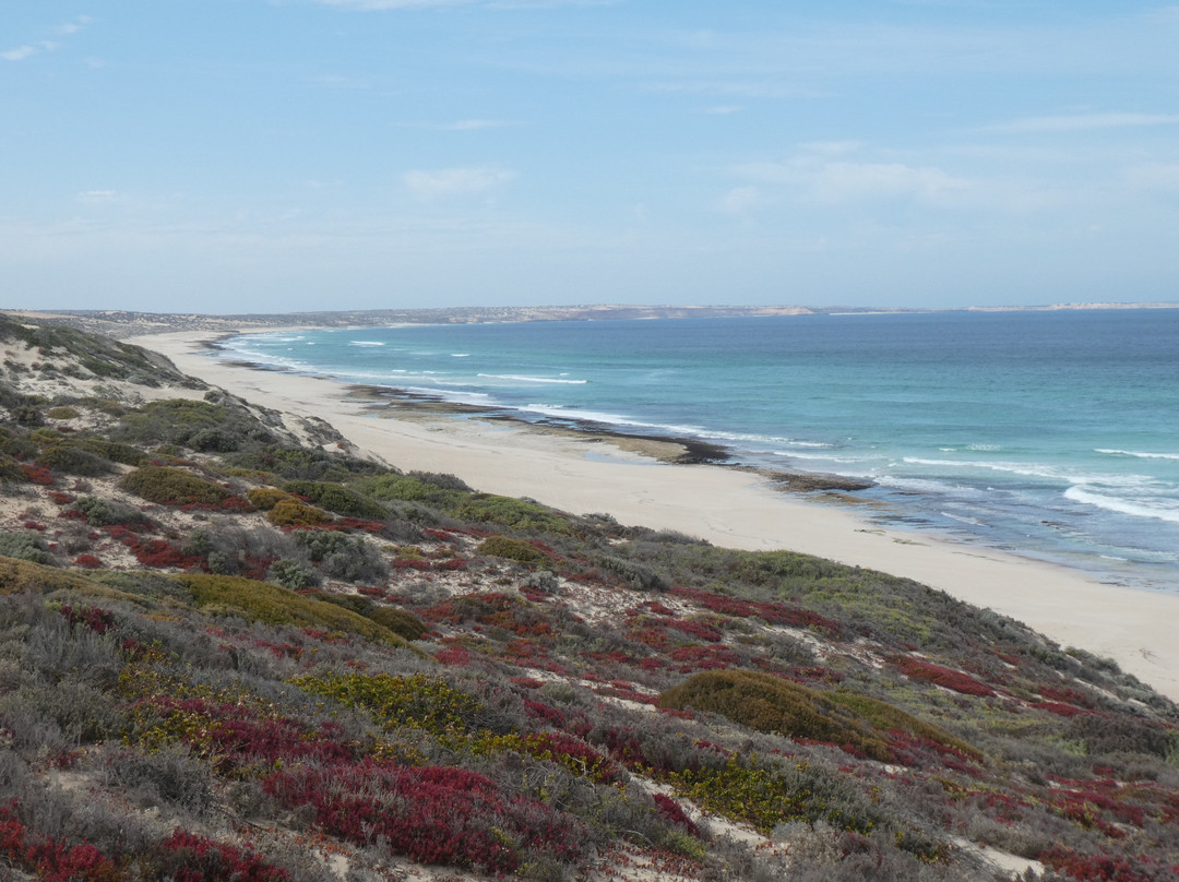 Cape Bauer Loop Drive-Streaky Bay必去景点