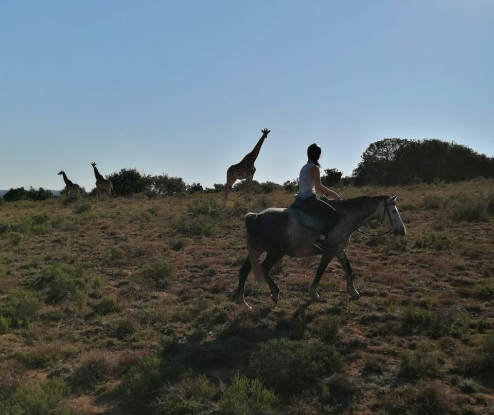 Amakhala Horse Trails-伊丽莎白港必去景点