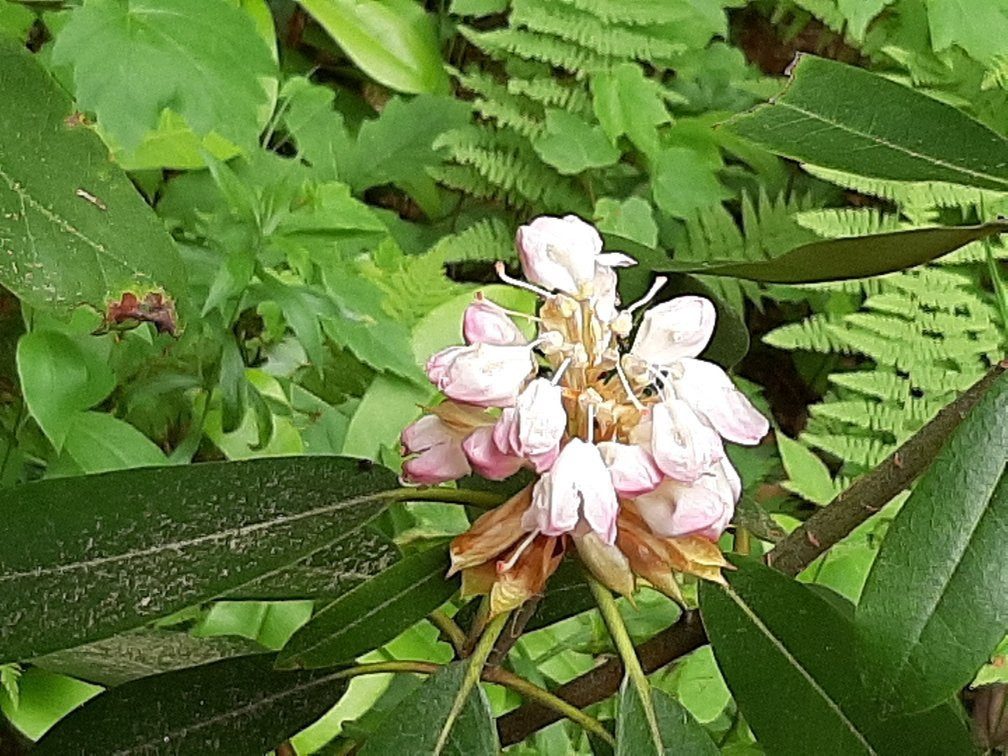 Rhododendron State Park景点图片