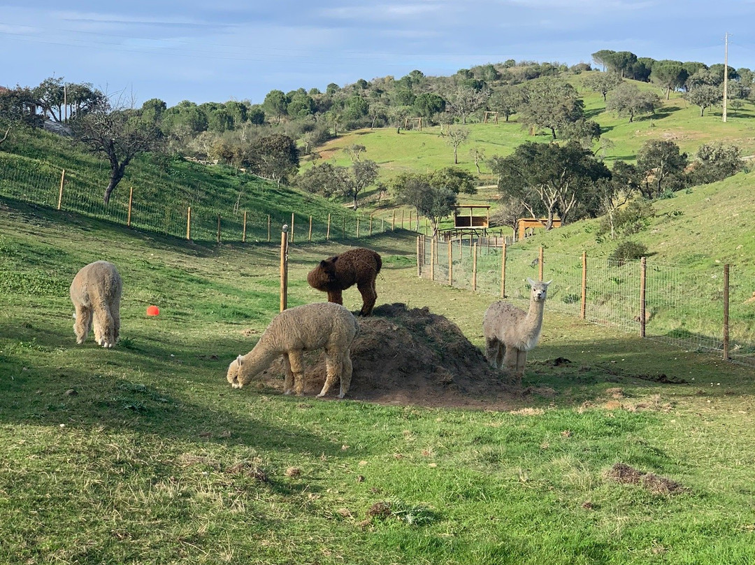 Mama-adama Alpaca's Farm景点图片