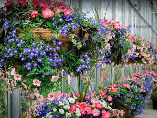 Floral Acres Greenhouse-萨斯卡通必去景点