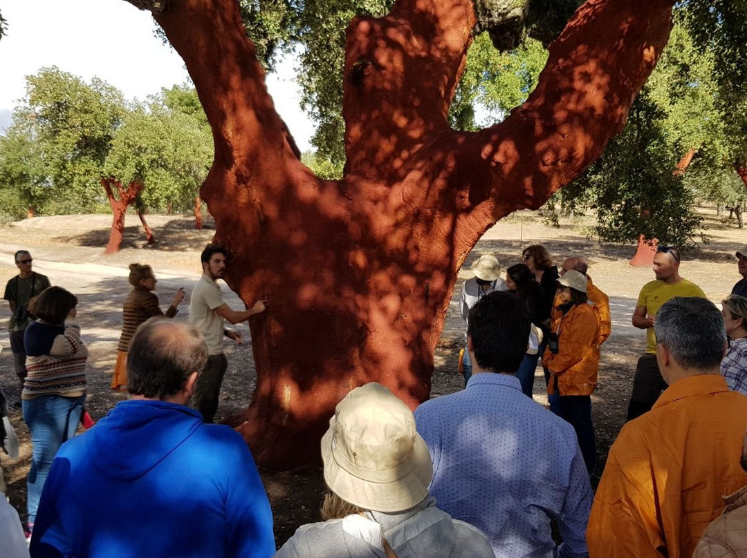 Viendo Verde-卡塞雷斯必去景点