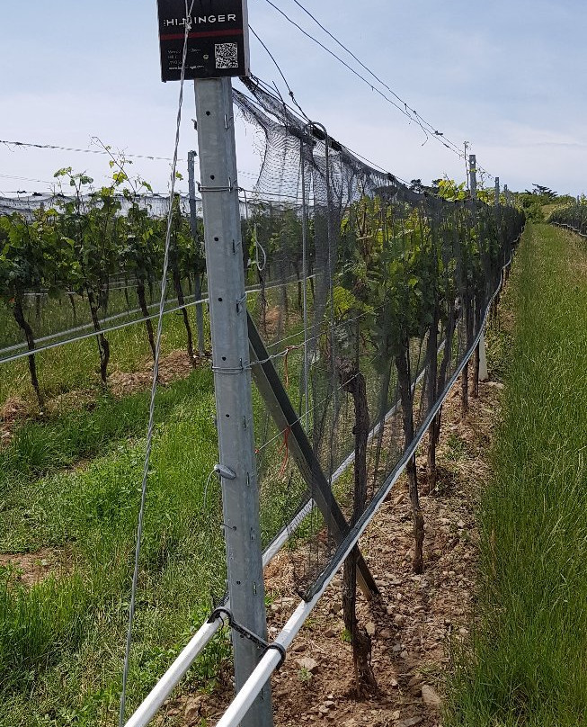 Weingut Leo Hillinger-Jois必去景点