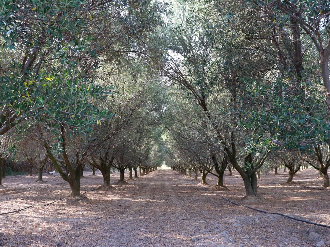 Ktima Olon景点图片