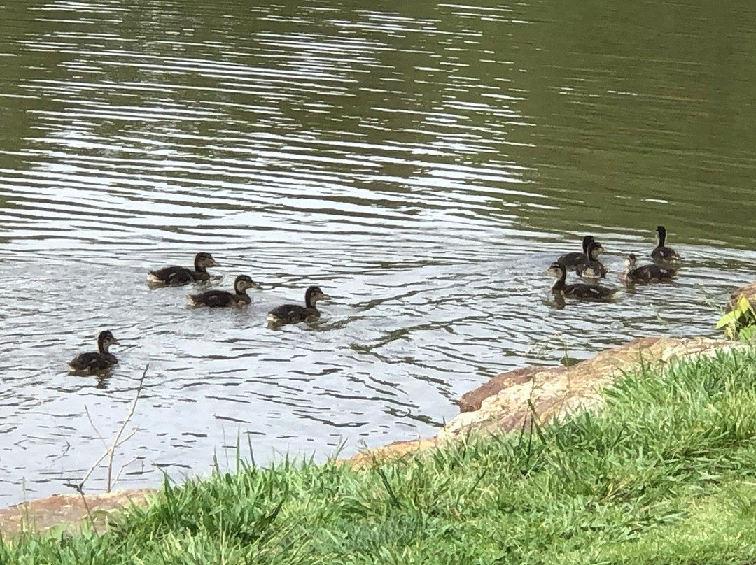 Lake Tomahawk Park景点图片
