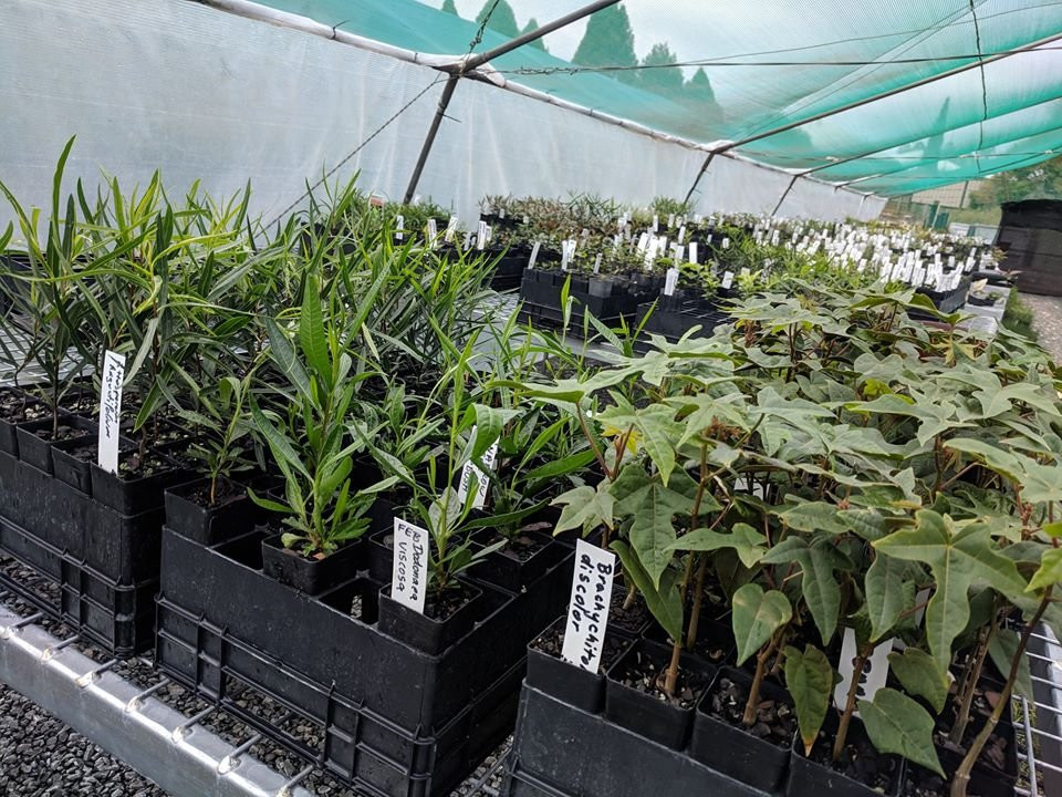 Crows Nest Community Nursery - Native Specialists