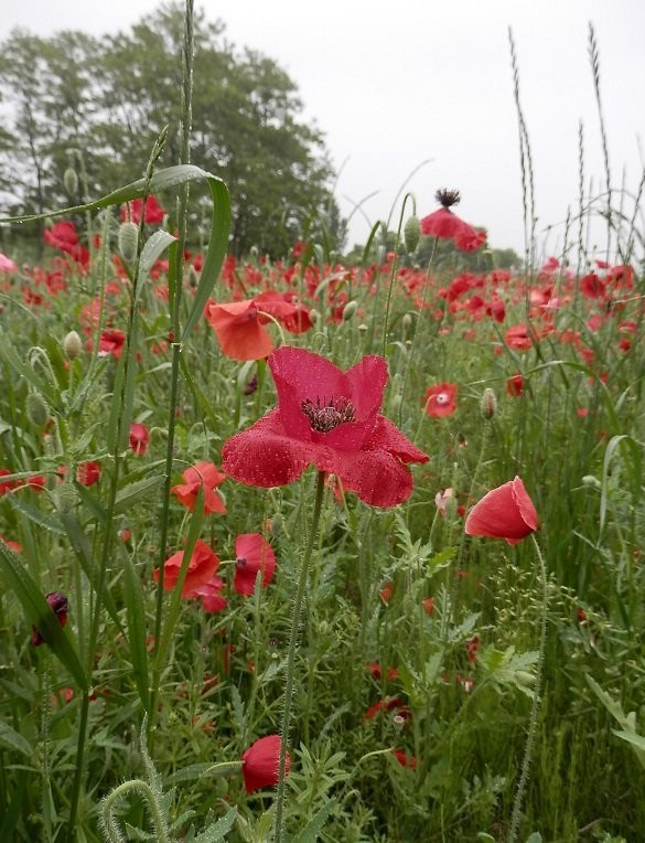 Kinu Green Park-高根泽町必去景点