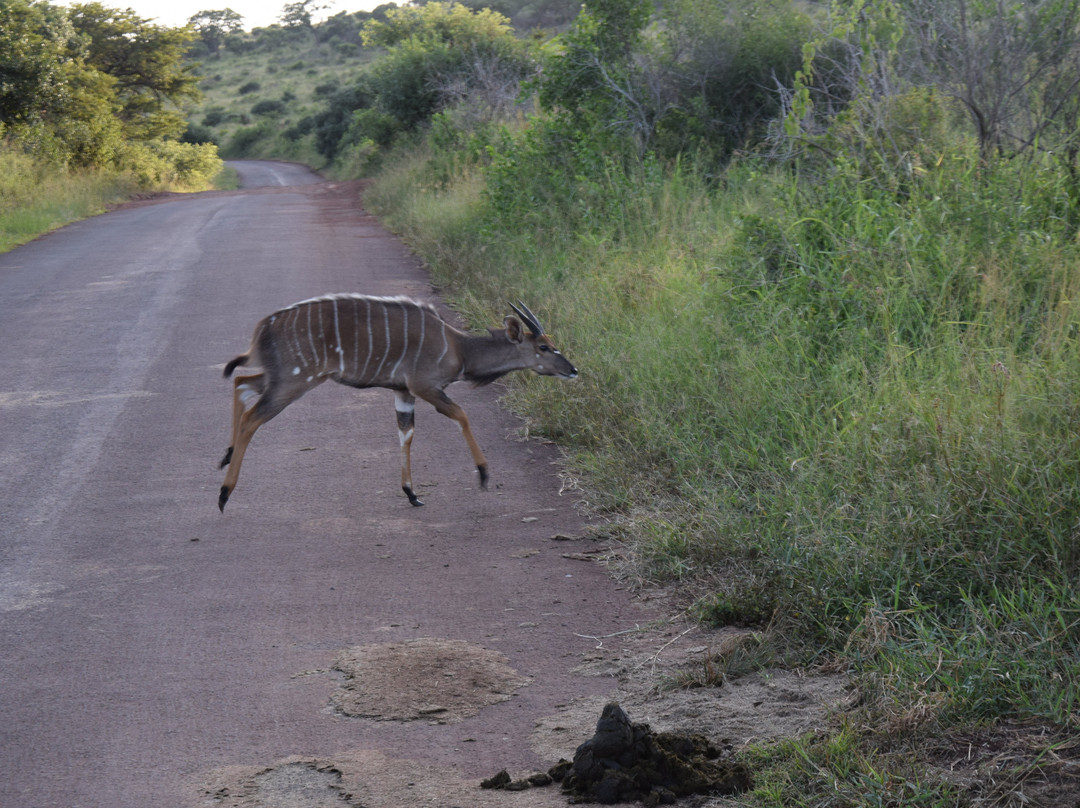 iMfolozi Game Reserve-Mtubatuba必去景点