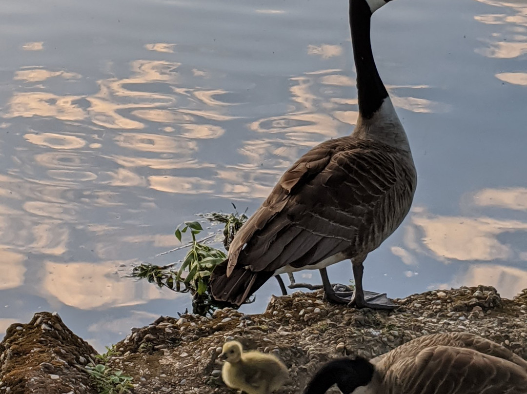 Grovelands Park景点图片