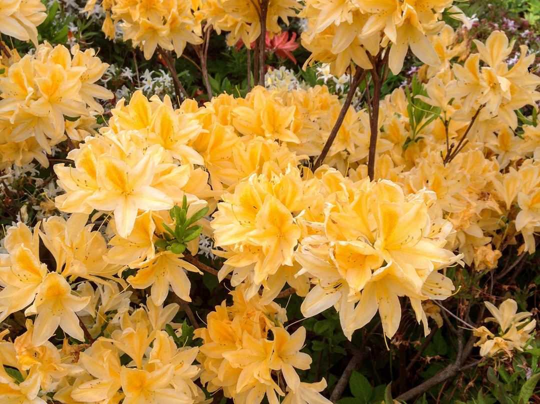 NII Botanical Garden-下诺夫哥罗德必去景点