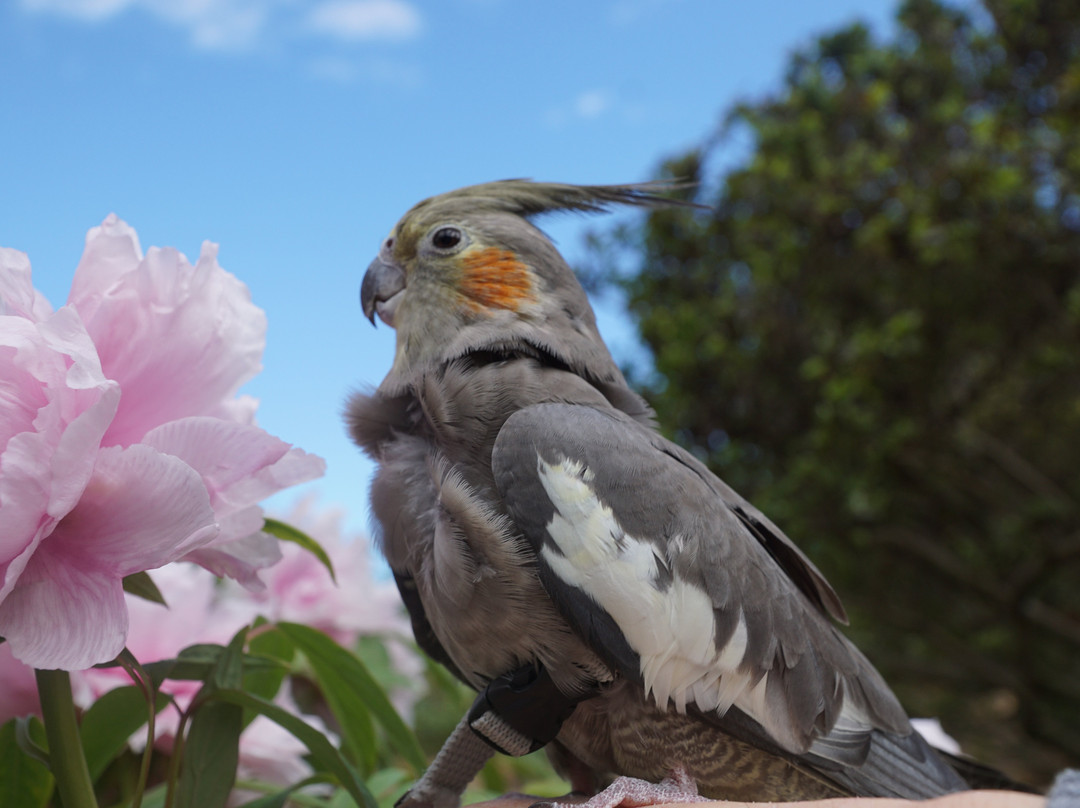 Peony Garden Tokyo (Tsukuba Peony Garden)-筑波市必去景点